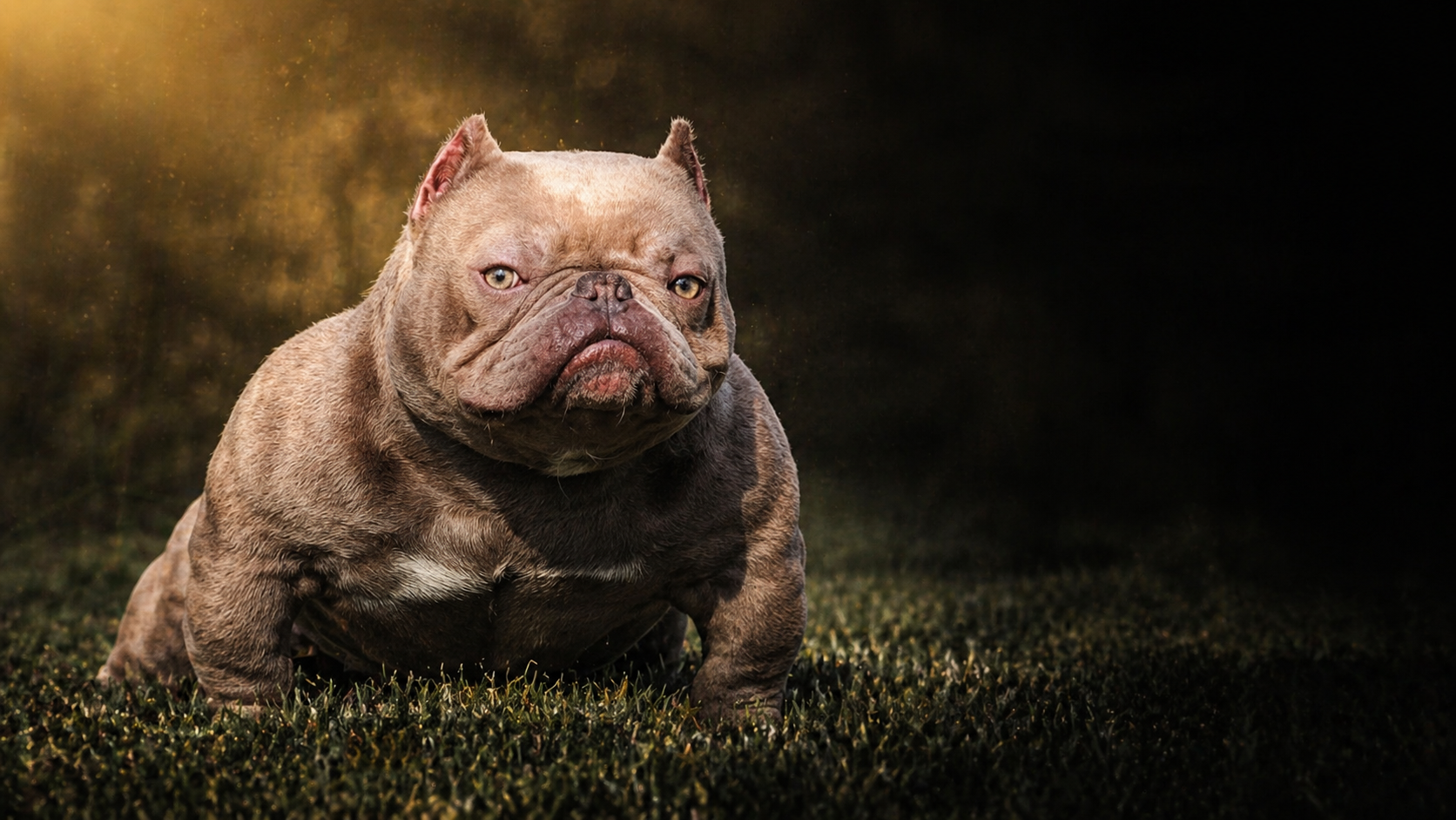Savage - The Bully Meccaline Featured Stud